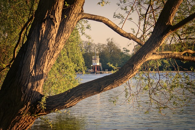 树 自然 木头 - 上的免费照片