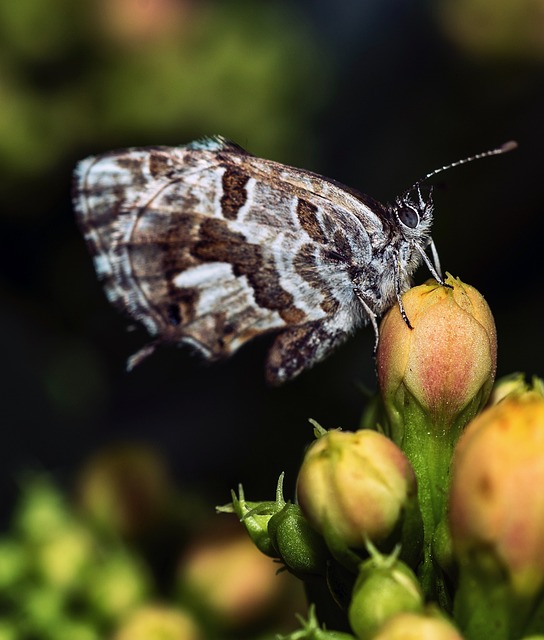 Rhopalocera 自然 昆虫 - 上的免费照片