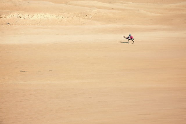 沙 骆驼 沙漠 - 上的免费照片