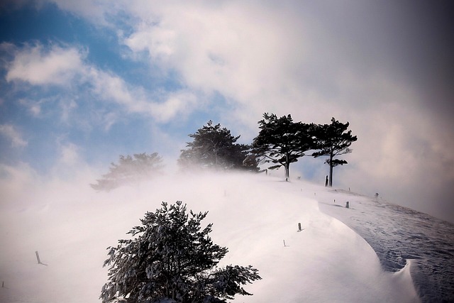 冬季 雪 树 - 上的免费照片