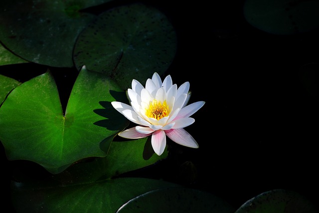 花 植物 叶子 - 上的免费照片