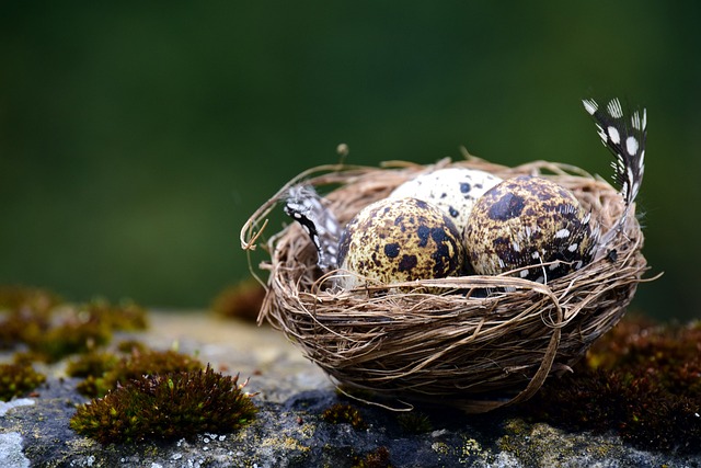 巢 燕窝 鸟蛋 - 上的免费照片