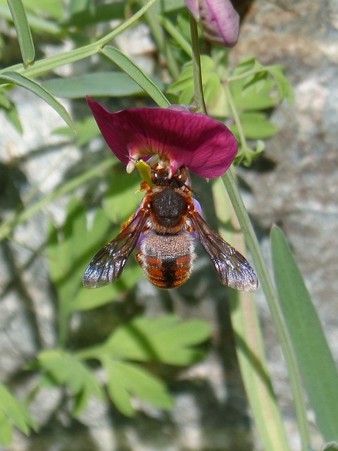 红蜂 Rhodanthidium Sticticum 吮吸 - 上的免费照片