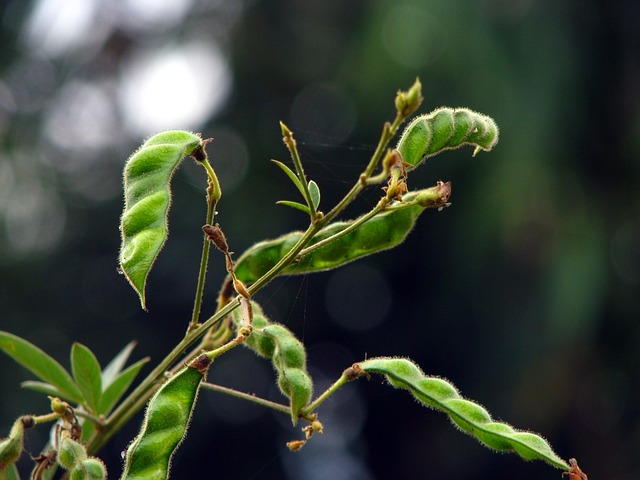 叶子 自然 植物群 - 上的免费照片