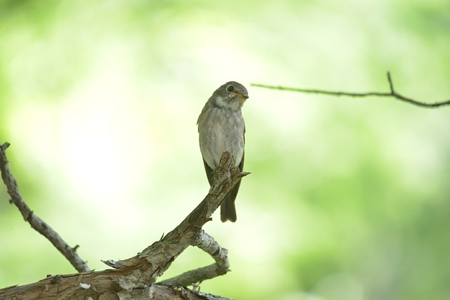 自然 野生动物 户外 - 上的免费照片