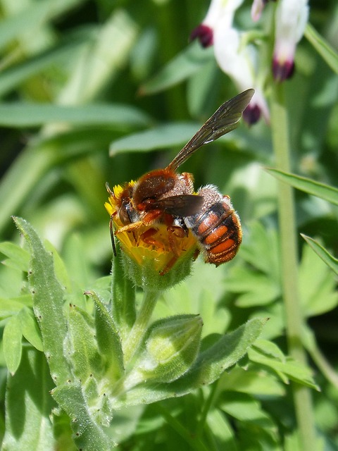 红蜂 Rhodanthidium Sticticum 吮吸 - 上的免费照片