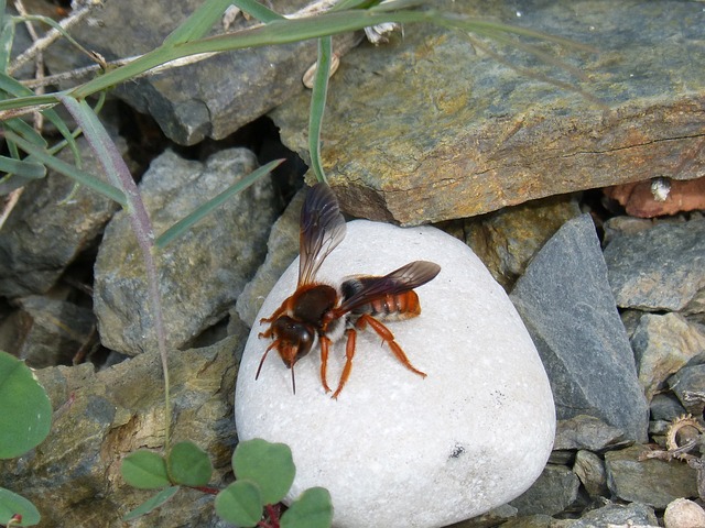 红蜂 Rhodanthidium Sticticum 自然 - 上的免费照片