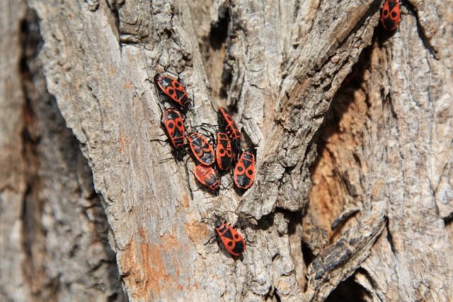动物 火虫 漏洞 - 上的免费照片