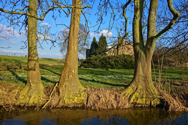 溪 水 树 - 上的免费照片