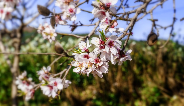花 树 自然 - 上的免费照片