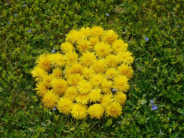 心 花心 春天 - 上的免费照片