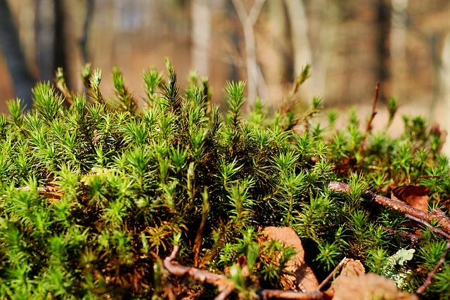 苔藓 美丽的Widerton Moss 森林 - 上的免费照片