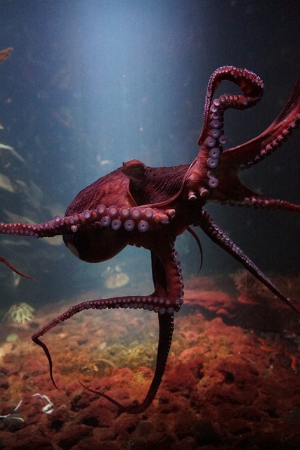 章鱼 海水下生活 海洋 - 上的免费照片