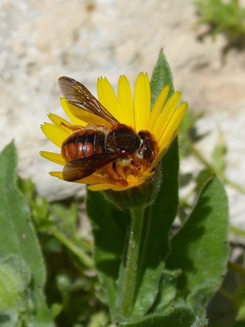 红蜂 Rhodanthidium Sticticum 吮吸 - 上的免费照片
