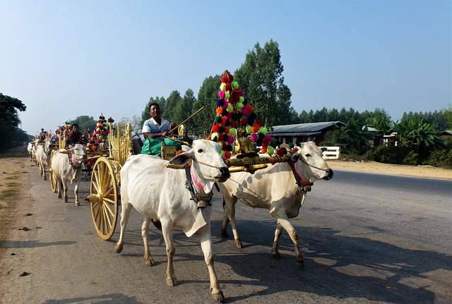 运输 缅甸 宗教Char牛 - 上的免费照片