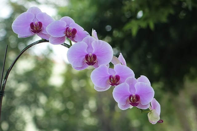 花 大自然 植物 - 上的免费照片