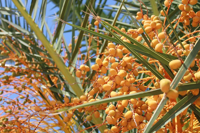 水果 食物 自然 - 上的免费照片