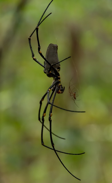 蜘蛛 网络 大的 - 上的免费照片