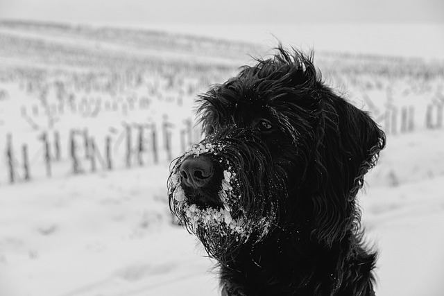 狗 家畜 雪 - 上的免费照片