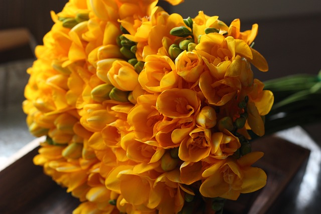 小苍兰 黄色花 春天的花朵 - 上的免费照片