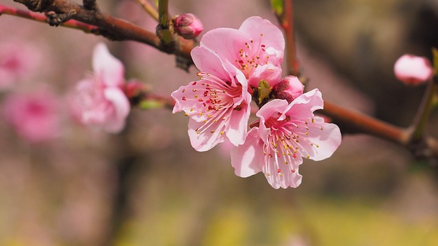 自然 花朵 春天 - 上的免费照片