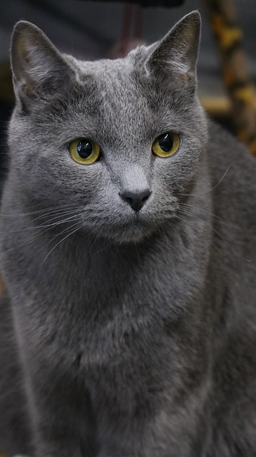 动物 哺乳动物 肖像 - 上的免费照片