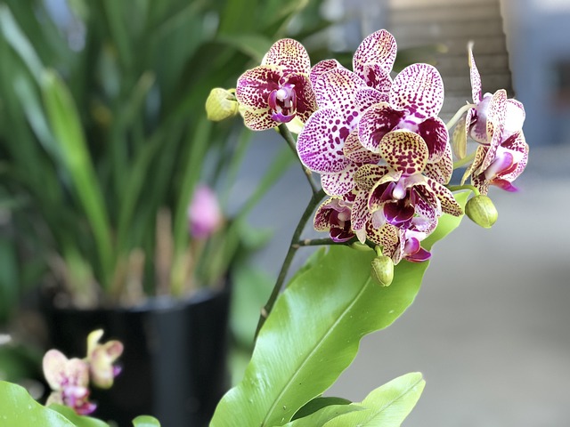 花 大自然 植物 - 上的免费照片