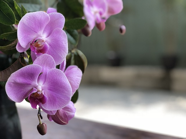 花 大自然 植物 - 上的免费照片