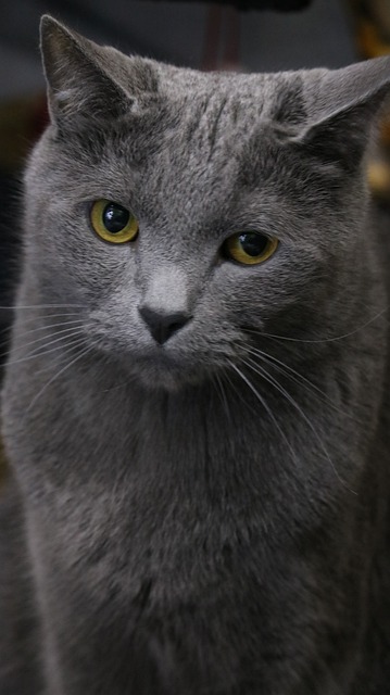 哺乳动物 动物 猫 - 上的免费照片