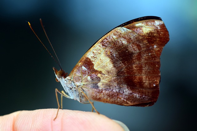 自然 昆虫 蝴蝶 - 上的免费照片