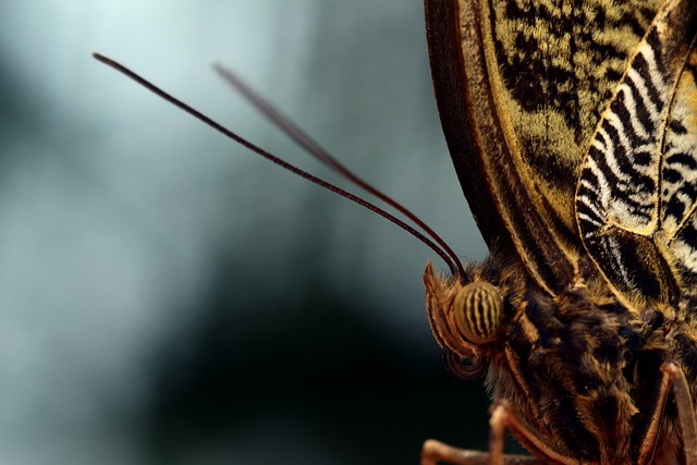 香蕉蝴蝶 宏 头 - 上的免费照片