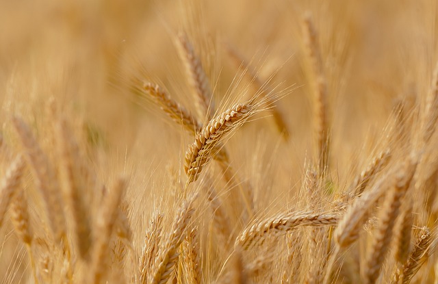 小麦 原野 谷物 - 上的免费照片