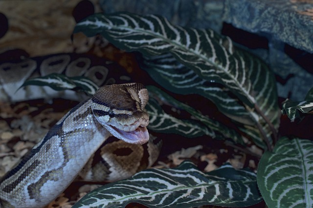 球 Python 黑鱼 活泼的 - 上的免费照片