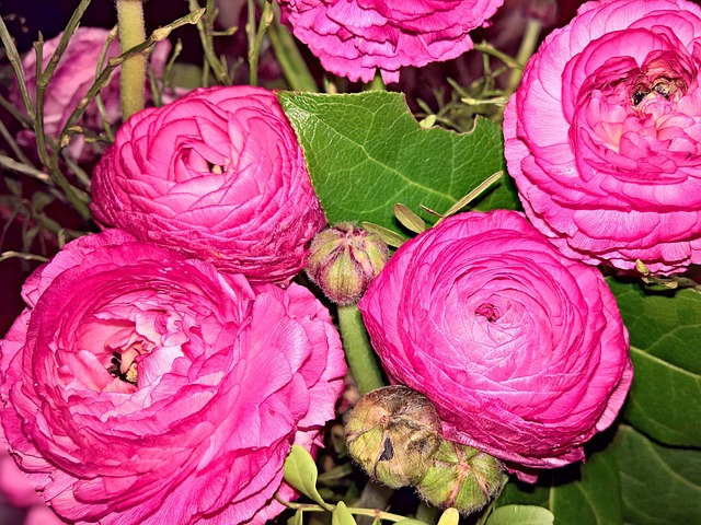 花 Ranunkeln 春天的花朵 - 上的免费照片