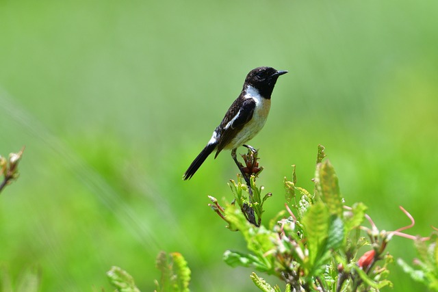 自然 野生动物 鸟 - 上的免费照片