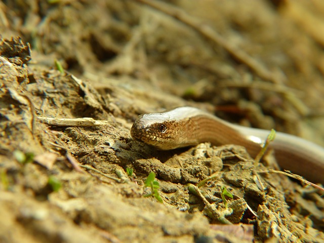 性质 动物 自然 - 上的免费照片