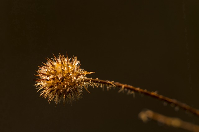 种荚 Withers 冰晶 - 上的免费照片