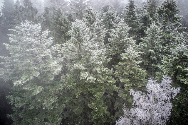 反演 森林 自然 - 上的免费照片