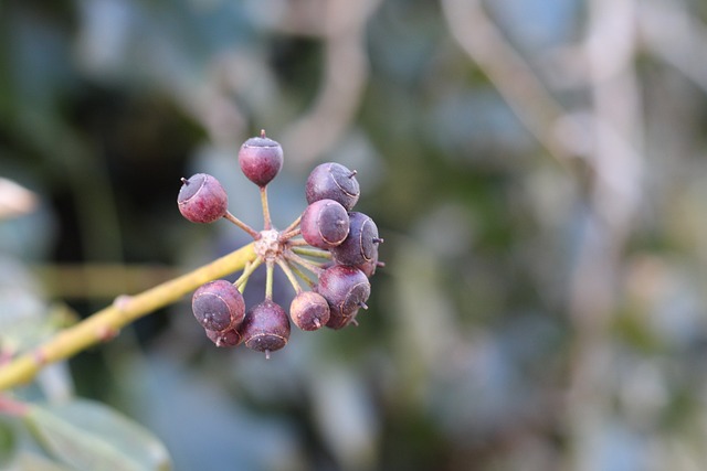 自然 植物群 树 - 上的免费照片