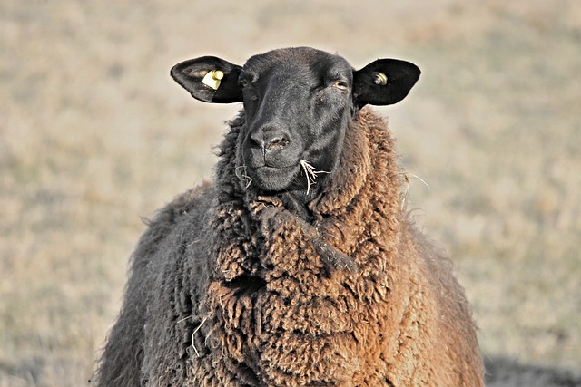 羊 农场动物 头 - 上的免费照片