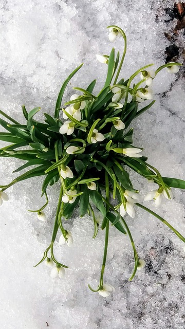 Snowdrops 春天 - 上的免费照片