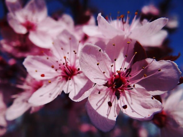 蜂鸣器 春天 激情 - 上的免费照片