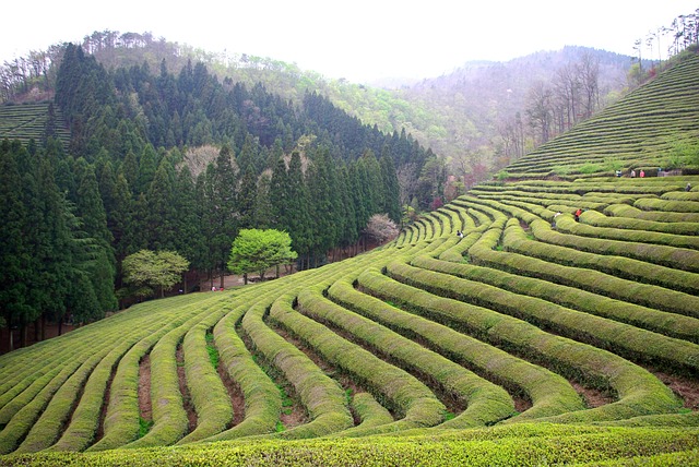 谷 爬坡道 山 - 上的免费照片
