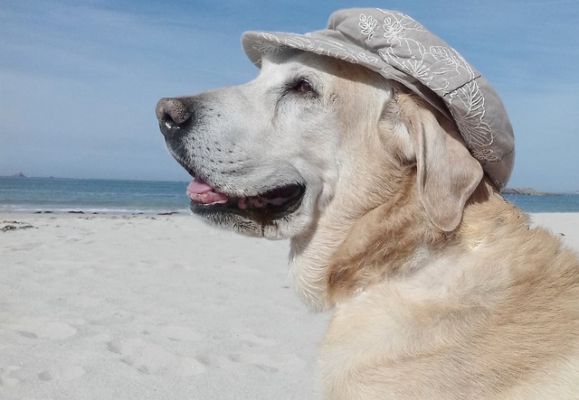 海滩 海 狗 - 上的免费照片