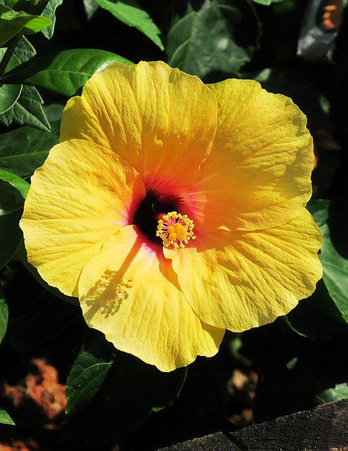 花 大自然 植物 - 上的免费照片