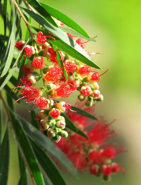 大自然 叶子 植物 - 上的免费照片