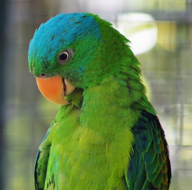 鹦鹉 鸟 热带 - 上的免费照片