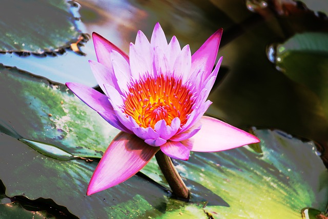植物 莲花 大自然 - 上的免费照片