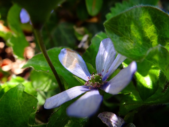 春天 激情 艺术 - 上的免费照片