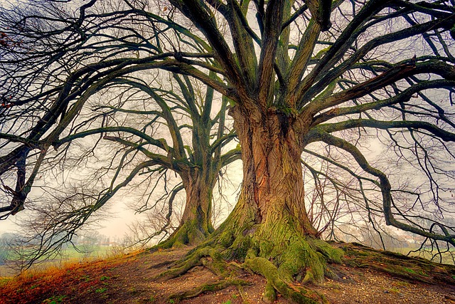 树 自然 木头 - 上的免费照片